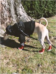 RIFRUF Caesar 1 Dog Boot, 2 count, Ember, size 4 slide 2 of 4