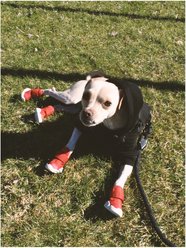 RIFRUF Caesar 1 Dog Boot, 2 count, Ember, size 3 slide 2 of 4