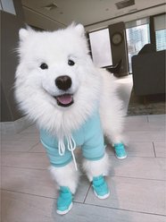 RIFRUF Caesar 1 Dog Boot, 2 count, Aqua, size 7 slide 2 of 4