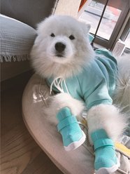 RIFRUF Caesar 1 Dog Boot, 2 count, Aqua, size 2 slide 2 of 4