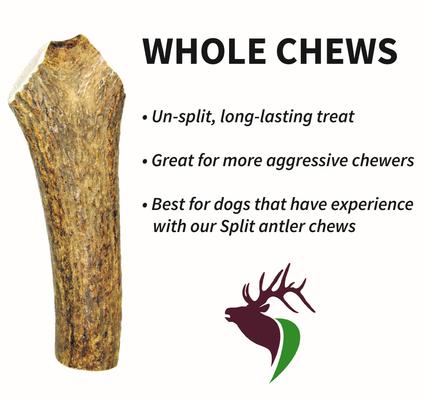 Show full view: Elkhorn Premium Chews Whole Elk Antler Dog Chew, X-Large slide 5 of 7