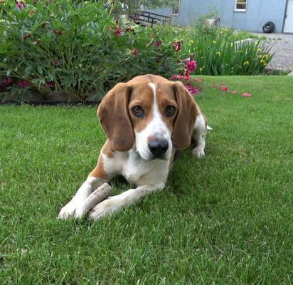 Show full view: Elkhorn Premium Chews Whole Elk Antler Dog Chew, Small, 2 count slide 6 of 7