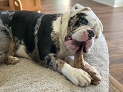 Elkhorn Premium Chews Split Elk Antler Dog Chew, X-Large slide 2 of 5