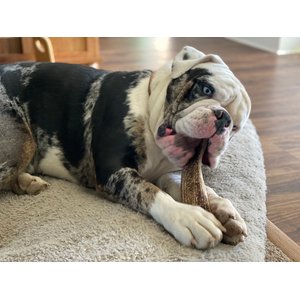 Elkhorn Premium Chews Split Elk Antler Dog Chew, Large