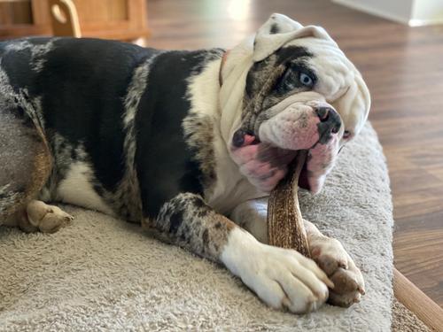 Show full view: Elkhorn Premium Chews Whole Elk Antler Dog Chew, X-Large slide 6 of 7