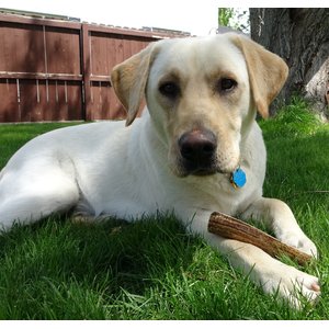 Elkhorn Premium Chews Split Elk Antler Dog Chew, Medium