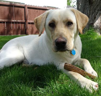 Show full view: Elkhorn Premium Chews Whole Elk Antler Dog Chew, Medium slide 6 of 7