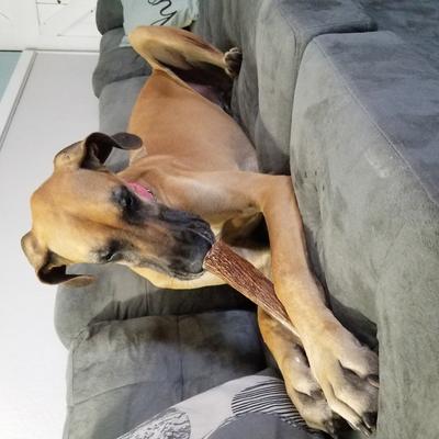 Show full view: Elkhorn Premium Chews Split Elk Antler Dog Chew, Giant slide 6 of 7