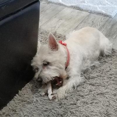 Show full view: Elkhorn Premium Chews Whole Elk Antler Dog Chew, X-Small, 2 count slide 6 of 7