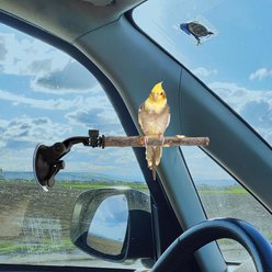 Little Pals 5.9-in Adjustable Natural Wood Suction Cup Perch & Rotatable Window-Mount Bird Stand, Black, 0.18-lb slide 2 of 8