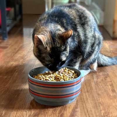 Show full view: Pendleton 6-in Ceramic Dog Bowl, 3.5-cup, Yakima Stripe slide 9 of 10