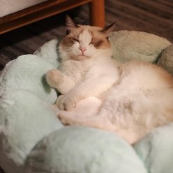 Happy & Polly Flower Shaped Bolster Dog & Cat Bed, Green, Medium slide 2 of 9