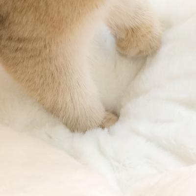 Show full view: Happy & Polly Flower Shaped Bolster Dog & Cat Bed, Pink, Medium slide 8 of 10