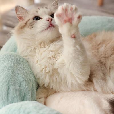 Show full view: Happy & Polly Flower Shaped Bolster Dog & Cat Bed, Green, Medium slide 4 of 11