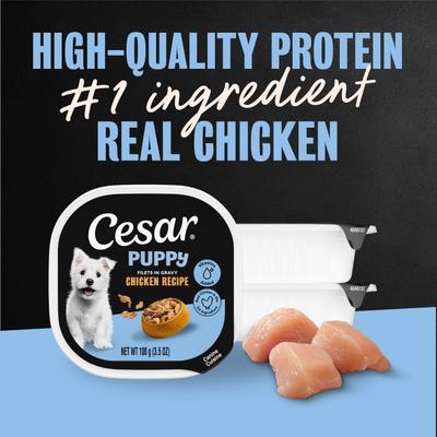 Show full view: Cesar Puppy Filets in Gravy Chicken Recipe Wet Dog Food, 3.5-oz tray, case of 24 slide 4 of 10