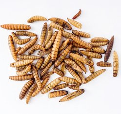 Fickle Fowl Bag Fly Larvae Farm Treat, 5-lb bag slide 2 of 6
