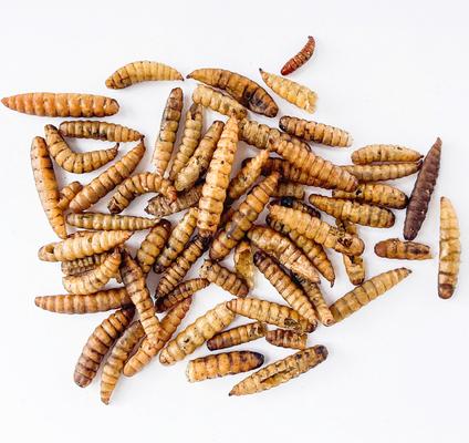 Show full view: Fickle Fowl Bag Fly Larvae Farm Treat, 5-lb bag slide 5 of 7