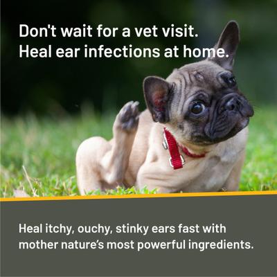Show full view: Silver Honey Rapid Ear Care Manuka Honey & MicroSilver BG Vet Strength 10-Day Regimen Dog & Cat 1 Ear Cleaner slide 5 of 11