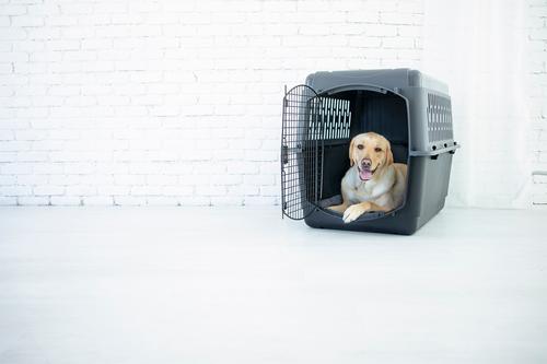 Show full view: Aspen Pet Traditional Dog & Cat Kennel, Gray/Black, 40-in slide 3 of 7