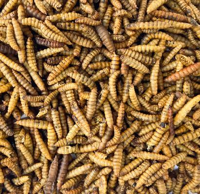 Show full view: Fickle Fowl Bag Fly Larvae Farm Treat, 5-lb bag slide 6 of 7