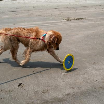 Show full view: Body Glove Tough Toss Disc Dog Toy, Yellow slide 6 of 6