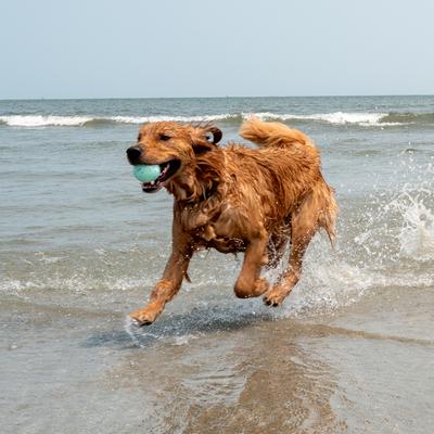 Show full view: Body Glove Tough Ball Dog Toy, Teal Confetti, 3 count, 2.5-in slide 5 of 5