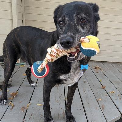 Show full view: Pendleton Lasso Rope Dog Toy, One-Size slide 6 of 7