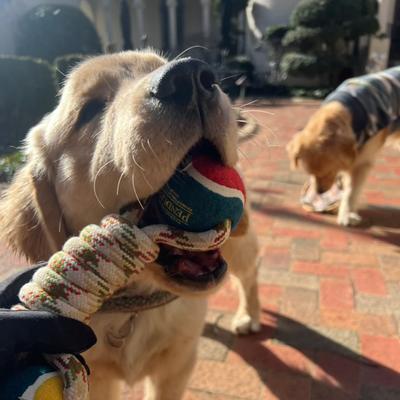 Show full view: Pendleton Lasso Rope Dog Toy, One-Size slide 7 of 7