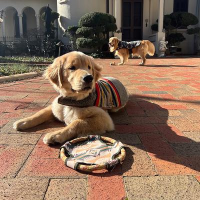 Show full view: Pendleton Flying Disc Rope Dog Toy, One-Size slide 7 of 7