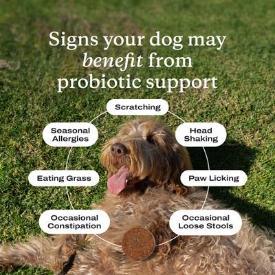 Show full view: PetLabCo. Probiotics Pork Flavored Soft Chew Supplement for Large Dogs, 30 count slide 5 of 8