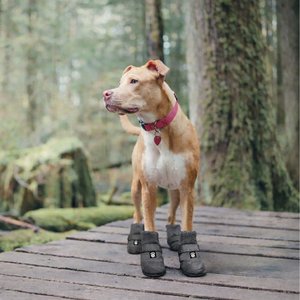 PetRageous Designs Glacier Snug Dog Boot, Black, Large