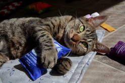 Dr. Pussums Regular Logo Pillow Chasers Cat Toy with Catnip, Blue slide 2 of 3
