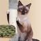 Show in main carousel: Yaheetech 64.5-in Multi-Level Cat Tree with 2 Condos, Light Gray slide 6 of 7