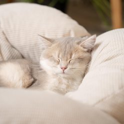 Kylinsure Indoor Raised Wooden Sofa Elevated Small Dog & Cat Couch Bed with Cushion Fluff, Medium, Cream slide 2 of 8