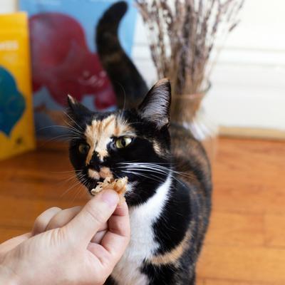 Show full view: Bonito House Umami Treats Extra-Rich Blend Premium Bonito Flakes Grain-Free Cat Food Topper, 1-oz slide 6 of 10