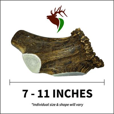 Show full view: Elkhorn Premium Chews Split Elk Antler Dog Chew, Giant slide 3 of 7