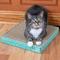 Show in main carousel: Kitty City Square Corrugate Cat Scratcher Toy with Catnip, Color Varies, 3 count slide 4 of 9