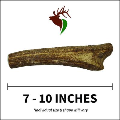 Show full view: Elkhorn Premium Chews Whole Elk Antler Dog Chew, X-Large slide 3 of 7