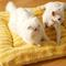 Show in main carousel: Fairela Double Sided Plush Square Cat Bed Mat with Raised Edges, Medium, Yellow slide 7 of 9