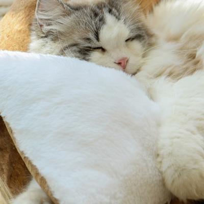 Show full view: Fairela Anti-Fur Plush Cat Bed with Removable Cushions, Brown/White, Medium slide 8 of 9