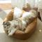 Show in main carousel: Fairela Anti-Fur Plush Cat Bed with Removable Cushions, Brown/White, Medium slide 4 of 9