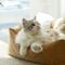 Show in main carousel: Fairela Anti-Fur Plush Cat Bed with Removable Cushions, Brown/White, Medium slide 3 of 9