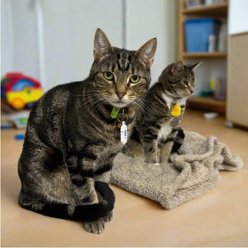 NATPAT Cat Zen Vapor Stickers Gentle Calming Support for Cats, 24 stickers slide 2 of 5