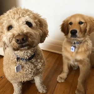 NATPAT Pet Locket Diffuser for Dogs