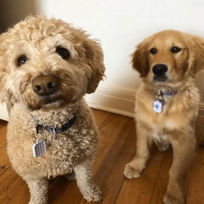 Show full view: NATPAT Pet Locket Diffuser for Dogs slide 6 of 8