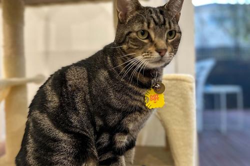 Show full view: NATPAT Cat Zen Vapor Stickers Gentle Calming Support for Cats, 24 stickers slide 5 of 6