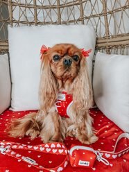 Sassy Woof Little Love Dog Harness & Leash, Medium: 18 to 25-in chest slide 2 of 9