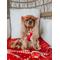 Show in main carousel: Sassy Woof Little Love Dog Harness & Leash, Medium: 18 to 25-in chest slide 9 of 9