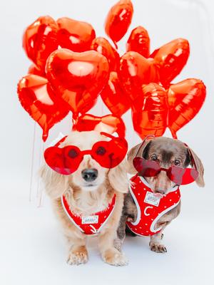 Show full view: Sassy Woof Little Love Dog Harness & Leash, Medium: 18 to 25-in chest slide 8 of 9