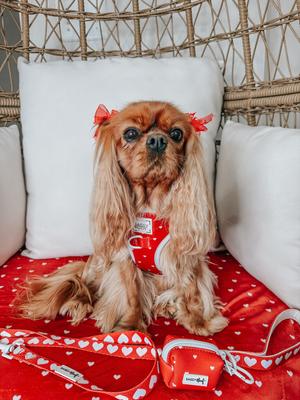 Show full view: Sassy Woof Little Love Dog Harness & Leash, Small: 16 to 21-in chest slide 10 of 10